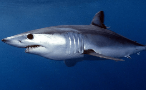 Foto - "Burada dünyaya büyük bir mesaj var" diyerek duyurdular! Şok eden gerçek, sonunda ortaya çıktı 