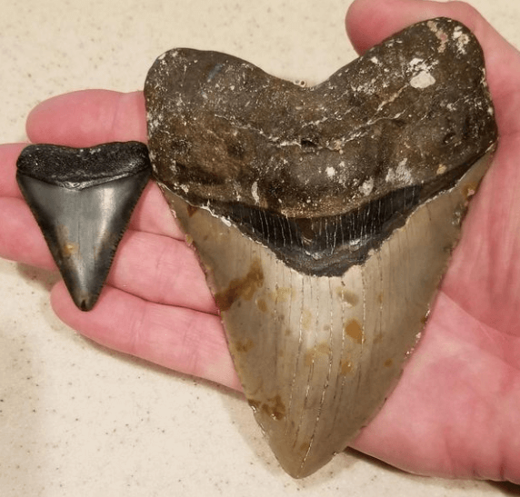 Foto - "Burada dünyaya büyük bir mesaj var" diyerek duyurdular! Şok eden gerçek, sonunda ortaya çıktı 