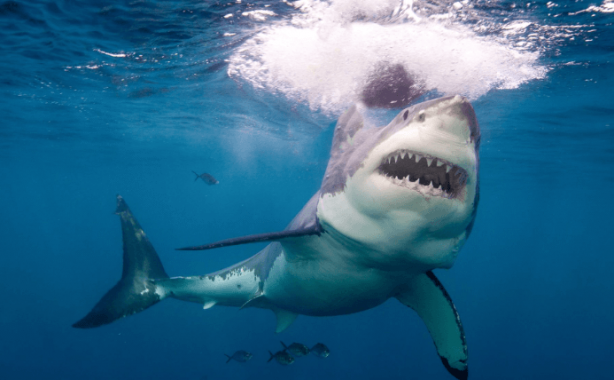 Foto - "Burada dünyaya büyük bir mesaj var" diyerek duyurdular! Şok eden gerçek, sonunda ortaya çıktı 