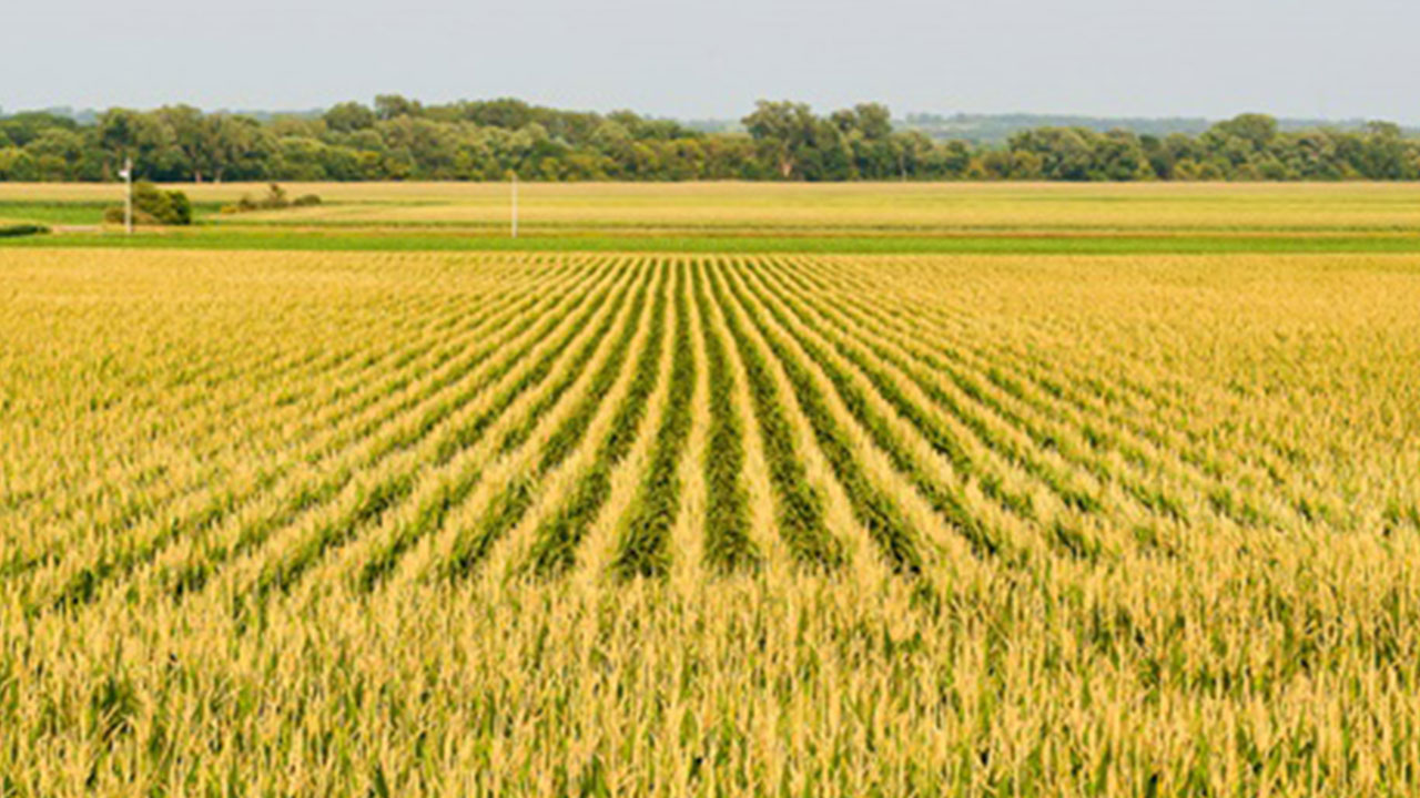 Foto - Burada toprağı olanlar yaşadı! Bir karış arazisi olanı bile zengin edecek