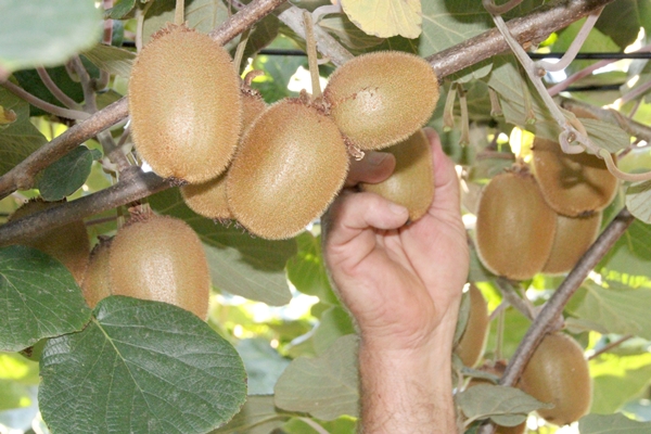Foto - "Burada yetişmez" diyenlere kulak asmadı... Şimdi Asya ve Avrupa'dan talep yağıyor