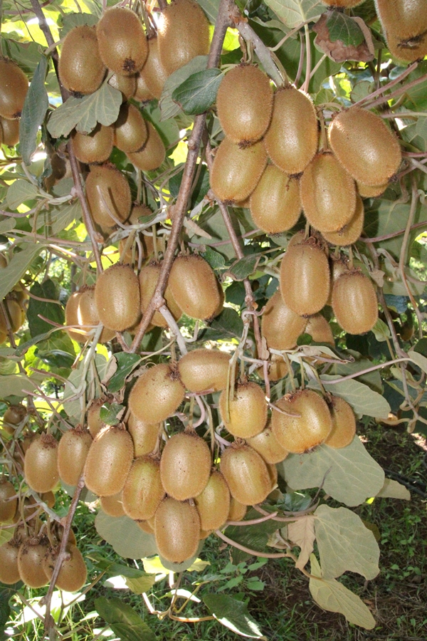 Foto - "Burada yetişmez" diyenlere kulak asmadı... Şimdi Asya ve Avrupa'dan talep yağıyor