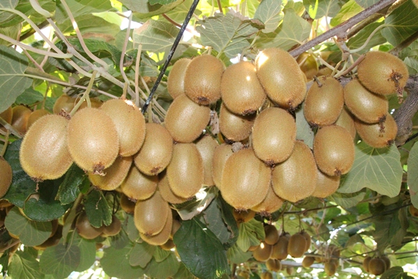 Foto - "Burada yetişmez" diyenlere kulak asmadı... Şimdi Asya ve Avrupa'dan talep yağıyor