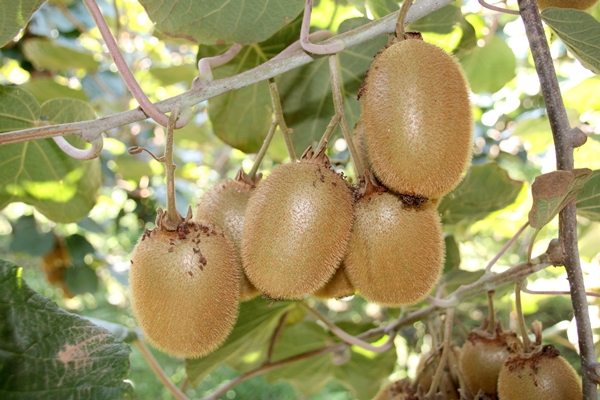 Foto - "Burada yetişmez" diyenlere kulak asmadı... Şimdi Asya ve Avrupa'dan talep yağıyor