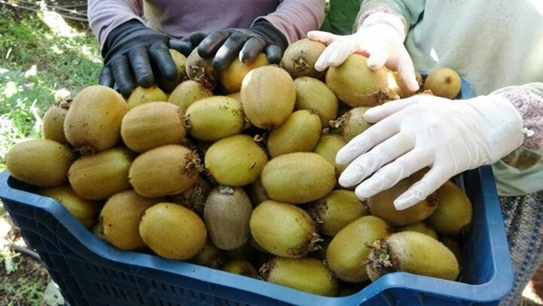 Foto - "Burada yetişmez" diyenlere kulak asmadı... Şimdi Asya ve Avrupa'dan talep yağıyor
