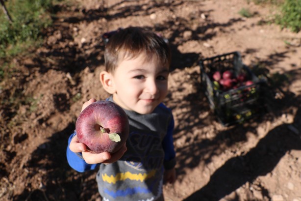 Foto - 'Burada yetişmez' diyenleri dinlemedi! Tarlasına ekince olanlar oldu, kendisi bile bu kadarını beklemiyordu