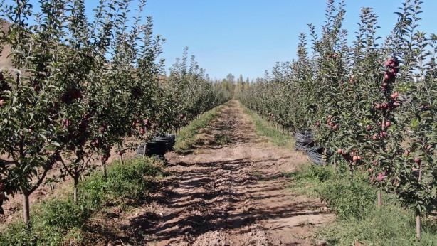 Foto - 'Burada yetişmez' diyenleri dinlemedi! Tarlasına ekince olanlar oldu, kendisi bile bu kadarını beklemiyordu