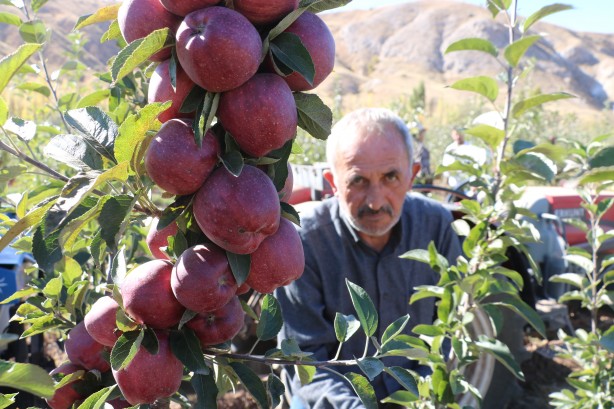 Foto - 'Burada yetişmez' diyenleri dinlemedi! Tarlasına ekince olanlar oldu, kendisi bile bu kadarını beklemiyordu