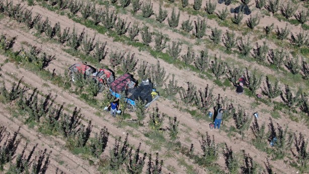 Foto - 'Burada yetişmez' diyenleri dinlemedi! Tarlasına ekince olanlar oldu, kendisi bile bu kadarını beklemiyordu