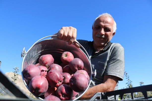 Foto - 'Burada yetişmez' diyenleri dinlemedi! Tarlasına ekince olanlar oldu, kendisi bile bu kadarını beklemiyordu