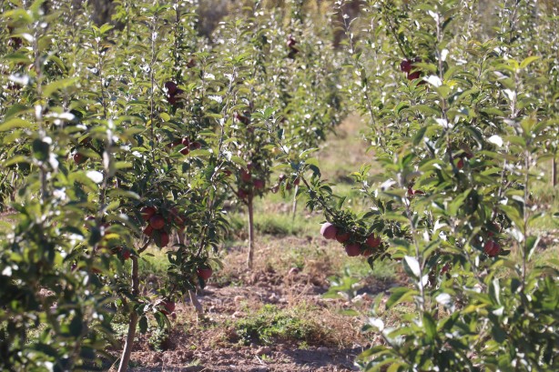 Foto - 'Burada yetişmez' diyenleri dinlemedi! Tarlasına ekince olanlar oldu, kendisi bile bu kadarını beklemiyordu