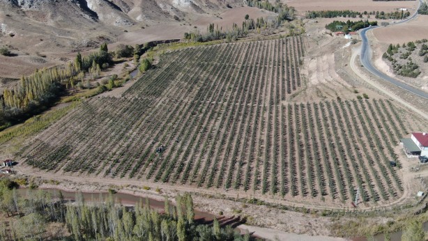 'Burada yetişmez' diyenleri dinlemedi! Tarlasına ekince olanlar oldu, kendisi bile bu kadarını beklemiyordu