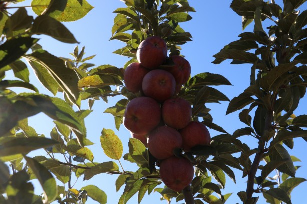 Foto - 'Burada yetişmez' diyenleri dinlemedi! Tarlasına ekince olanlar oldu, kendisi bile bu kadarını beklemiyordu