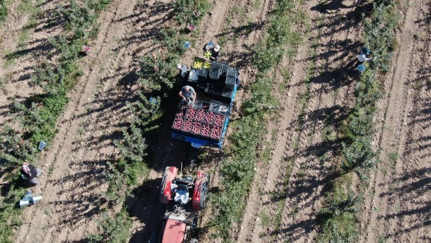 Foto - 'Burada yetişmez' diyenleri dinlemedi! Tarlasına ekince olanlar oldu, kendisi bile bu kadarını beklemiyordu