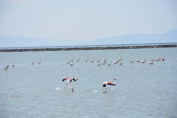 Foto - Burası 300 kuş türüne ev sahipliği yapıyor
