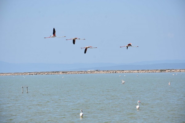 Foto - Burası 300 kuş türüne ev sahipliği yapıyor