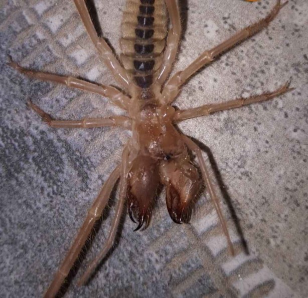 Foto - Burası Afrika, Amerika değil! Kobra ve katil arıların ardından o ilimizde şimdi de dev et yiyen örümcek paniği