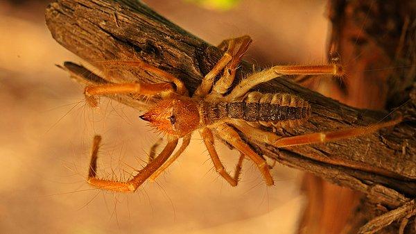 Foto - Burası Afrika, Amerika değil! Kobra ve katil arıların ardından o ilimizde şimdi de dev et yiyen örümcek paniği