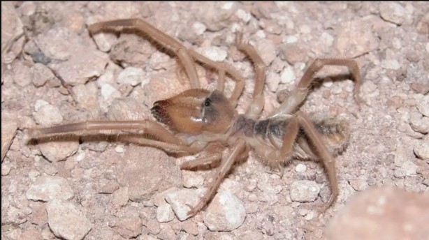 Foto - Burası Afrika, Amerika değil! Kobra ve katil arıların ardından o ilimizde şimdi de dev et yiyen örümcek paniği