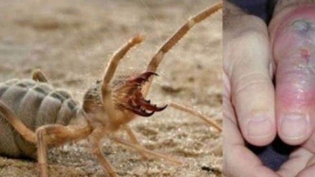 Foto - Burası Afrika, Amerika değil! Kobra ve katil arıların ardından o ilimizde şimdi de dev et yiyen örümcek paniği