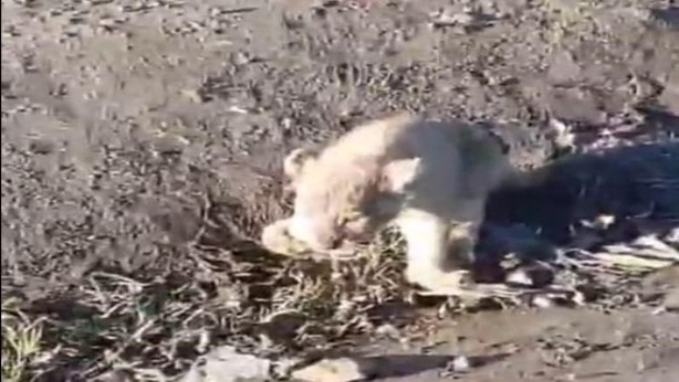 Foto - Burası Afrika değil Şanlıurfa! Yol kenarında bu aslanı görenlerin ağzı bir karış açık kaldı! Yetkililer her yerde onu arıyor