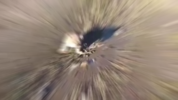 Burası Afrika değil Şanlıurfa! Yol kenarında bu aslanı görenlerin ağzı bir karış açık kaldı! Yetkililer her yerde onu arıyor