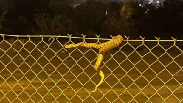 Foto - Burası Afrika değil Türkiye! Dev yılan, sokak ortasında dehşet saçtı! Şok eden görüntüler