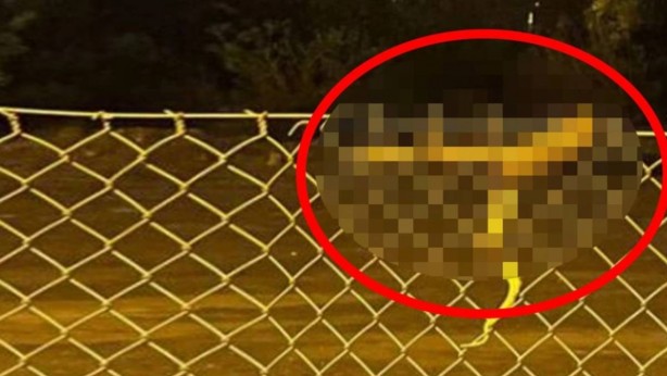 Burası Afrika değil Türkiye! Dev yılan, sokak ortasında dehşet saçtı! Şok eden görüntüler