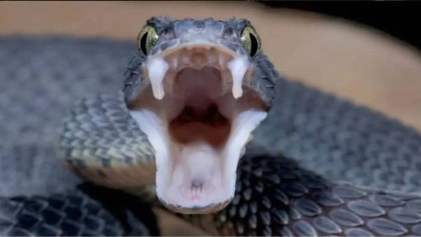 Foto - Burası Afrika değil Türkiye! Dev yılan, sokak ortasında dehşet saçtı! Şok eden görüntüler