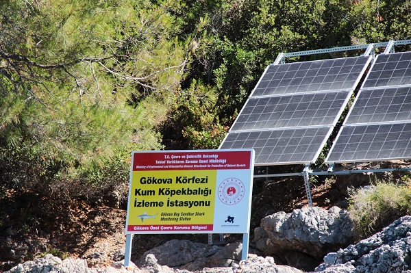 Foto - Bu alan köpek balığı üretim yeri oldu