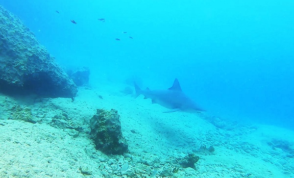 Foto - Bu alan köpek balığı üretim yeri oldu