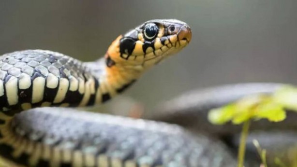 Foto - Burası Amerika değil Türkiye! Otların arasından fırlayan dev yılan küçük çocuğu hastanelik etti... O ilimizde istila başladı