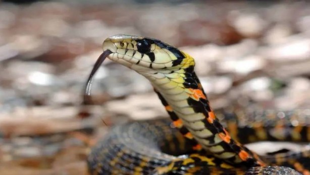 Foto - Burası Amerika değil Türkiye! Otların arasından fırlayan dev yılan küçük çocuğu hastanelik etti... O ilimizde istila başladı