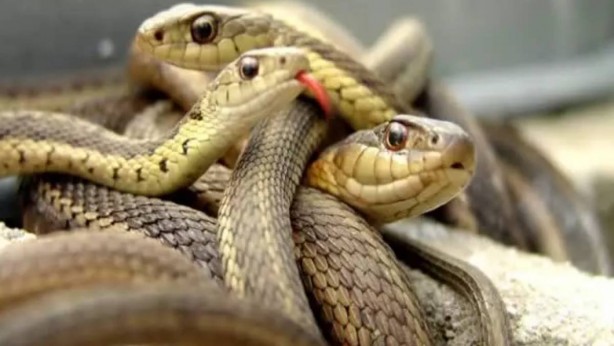 Burası Amerika değil Türkiye! Otların arasından fırlayan dev yılan küçük çocuğu hastanelik etti... O ilimizde istila başladı