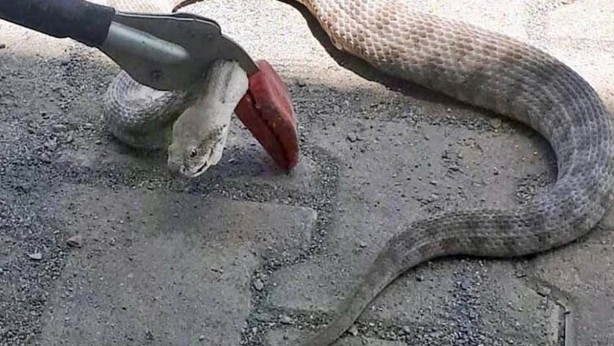 Burası Avustralya değil Türkiye! Eve giren dev yılan dehşet saçtı