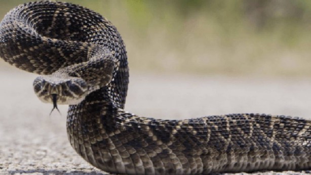 Foto - Burası Avustralya değil Türkiye! Eve giren dev yılan dehşet saçtı