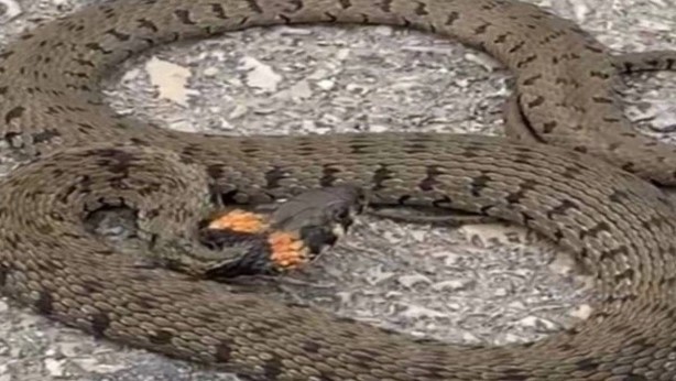 Foto - Burası Avustralya değil Türkiye! Eve giren dev yılan dehşet saçtı