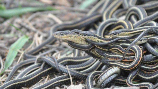 Foto - Türkiye'nin o ilinde ortaya çıktı! Zehri ile anında felç edip öldürüyor
