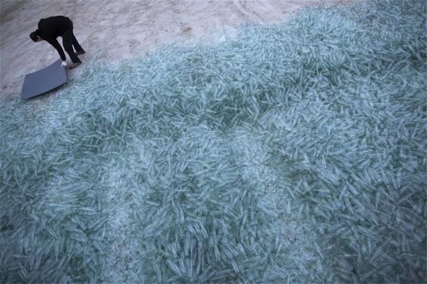 Foto - Burası bir orman değil!