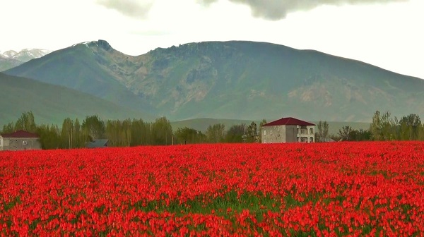 Burası Hollanda değil Türkiye | 15 günlük lale devri başladı!