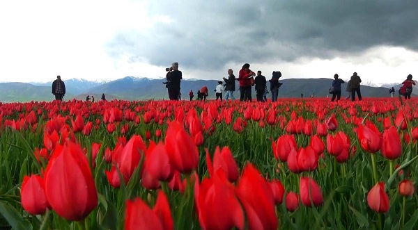 Foto - Burası Hollanda değil Türkiye | 15 günlük lale devri başladı!