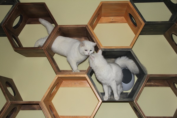 Burası otel değil barınak! 