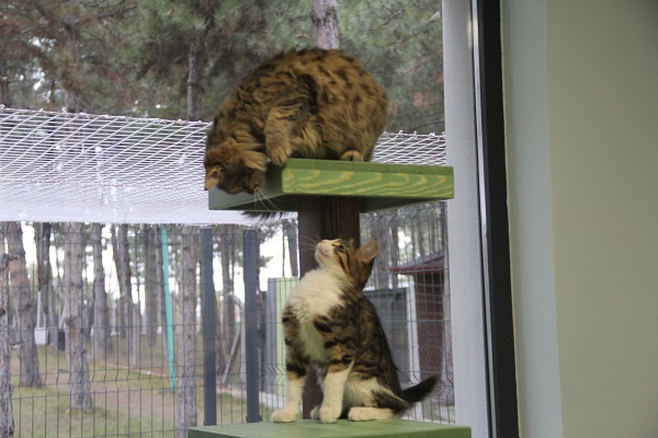 Foto - Burası otel değil barınak! 