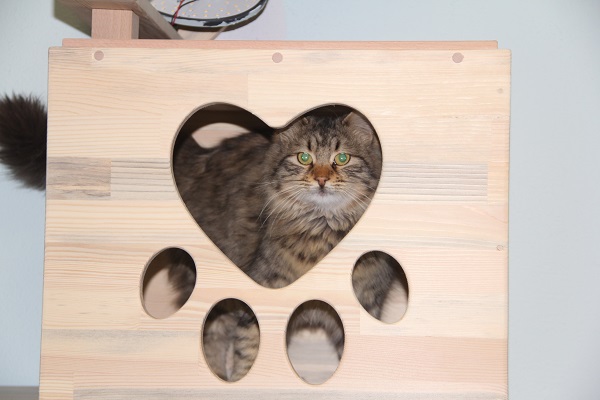 Foto - Burası otel değil barınak! 