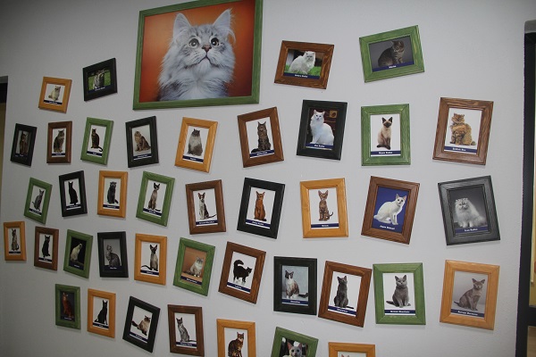 Foto - Burası otel değil barınak! 