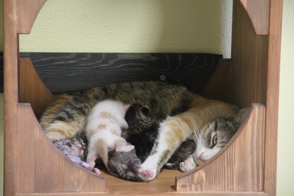 Foto - Burası otel değil barınak! 