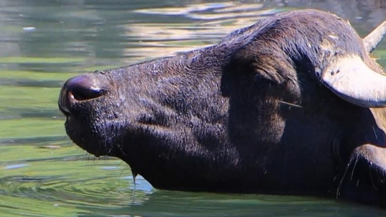 Foto - Burası Serengeti değil Türkiye! Sıcaktan bunalan mandalar banyo keyfi yaptı