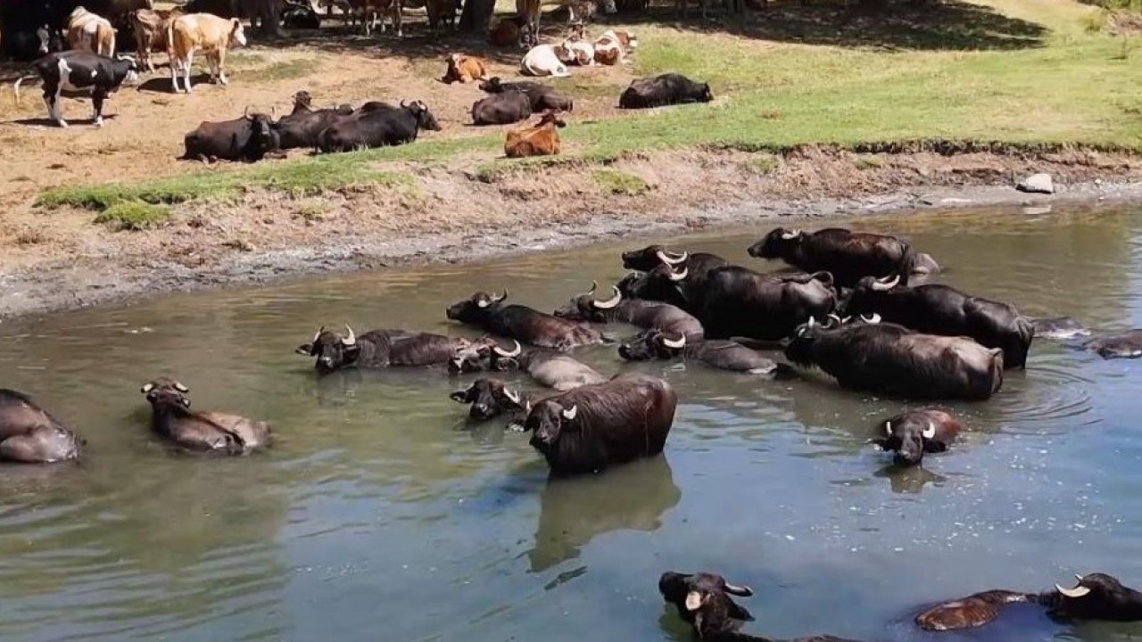 Foto - Burası Serengeti değil Türkiye! Sıcaktan bunalan mandalar banyo keyfi yaptı