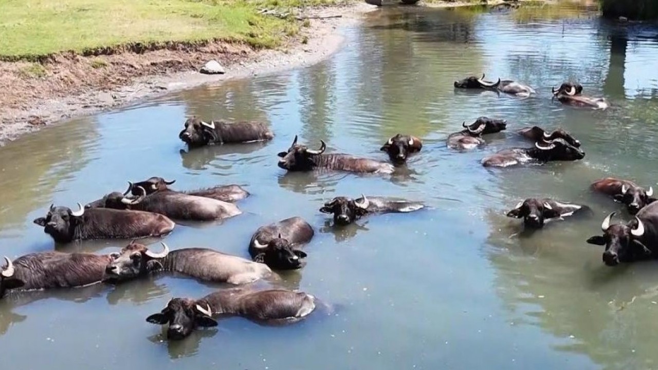 Foto - Burası Serengeti değil Türkiye! Sıcaktan bunalan mandalar banyo keyfi yaptı