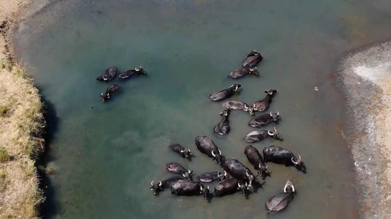 Burası Serengeti değil Türkiye! Sıcaktan bunalan mandalar banyo keyfi yaptı